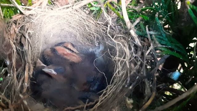 туя смарагд. птенцы. гнезда в туи смотреть онлайн