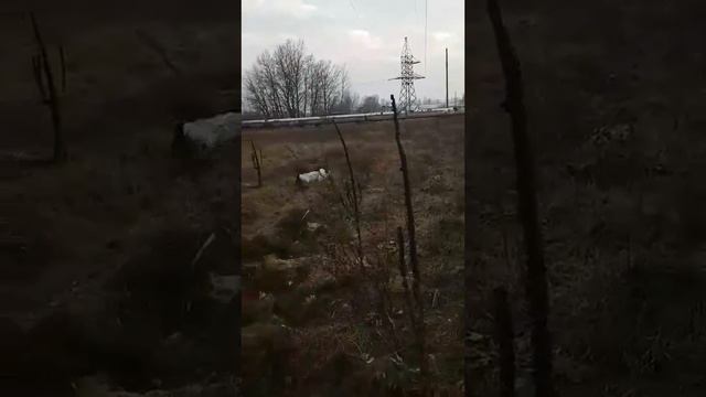 Русский спаниель, 5 месяцев, поиск смотреть онлайн