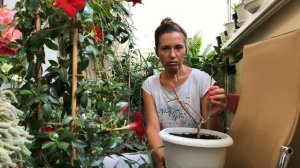 БУГЕНВИЛЛИЯ КАК ЗАСТАВИТЬ ЦВЕСТИ РЕЗУЛЬТАТ