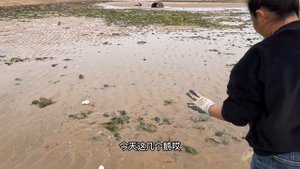 牛牛剛到海邊就撿到海參,還有超多碎掉的大白蛋,這是怎麼回事? 【牛牛趕海海鮮】