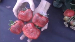 ?ОСЕННЯЯ ПОСАДКА КЛУБНИКИ? Цунаки, Румба, Руби джем, Федерика и др