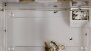 Как убрать мусор из гнезда муравьиной фермы. Лайфхак