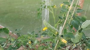 Томат Лампочка. Провожу эксперимент.