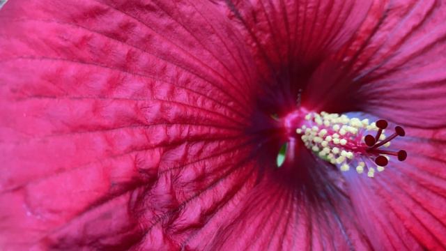 This is a good one. “Holy Grail” Hibiscus смотреть онлайн