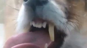 Лиса в 10 сантиметрах | Опасное животное | Хищник ломится в дом | Бешеные глаза / Planet Time