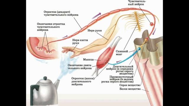 Два примера рефлекторной дуги Анатомия и физиология - Лекция 12 - Типы мышц, нервная ткань, биологическая жидк
