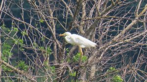 Вредная серая цапля прогоняет белую.