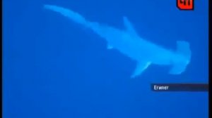 В Египте пьяный турист упал на акулу