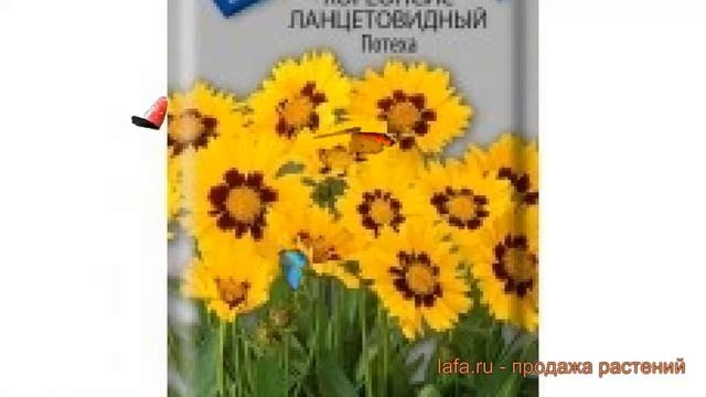 Кореопсис обыкновенный Ланцетовидный Потеха ? обзор: как сажать, семена кореопсиса смотреть онлайн
