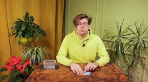 Как выращивать пассифлору в домашних условиях?