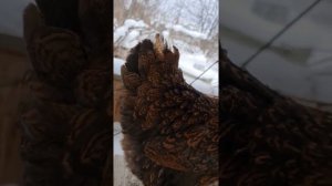 Барневельдер золото курица