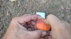 Абрикос Альбинова средне-поздний сорт Сигнальное плодоношение 2021