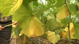 Когда и как правильно убирать листья огурцов в теплице? (01-10-2018)