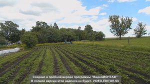 Окучивание картофеля мотоблоком дизель тяж с адаптером.