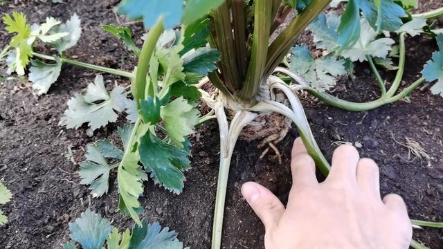 КАК ВЫРАСТИТЬ КРУПНЫЙ КОРНЕВОЙ СЕЛЬДЕРЕЙ / формировка и уход