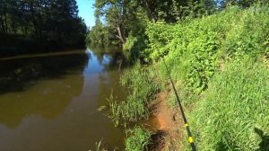 РЫБАЛКА НА ЩУКУ С БЕРЕГА. Упираюсь в джеркбейты джерк Buster Swim джерк Zalt Z и джерк Jolly Dancer