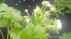 Показываю как цветет и завязывает плоды клубника "Машенька"