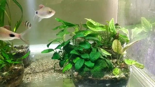 Молинезия, очень хорошая новость с разводни, малёк анциструса поплыл УРА смотреть онлайн