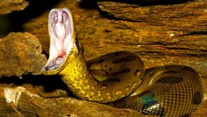 Анаконда интересные факты, факты о змеях, животные Южной Америки, анаконда