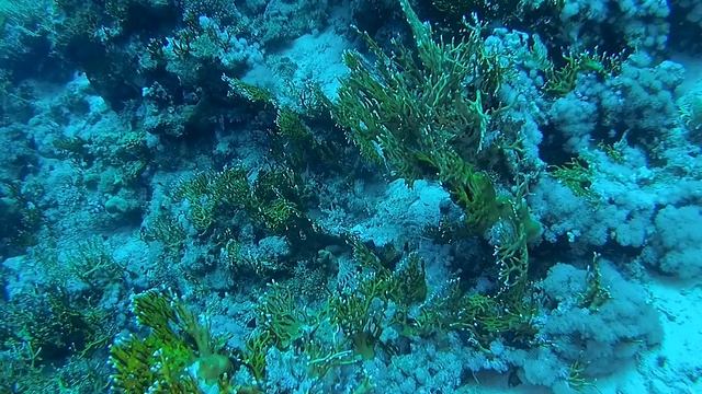 РАС УМ СИД - RAS UMM SID