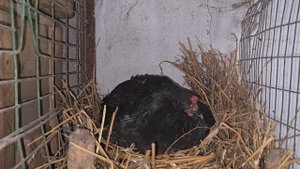 Всё о квочках/Почему у нас много квочек/Какие куры садятся на яйца