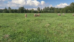 КАТУМСКАЯ ПОРОДА ОВЕЦ или ЧТО ЗА ПЛЮШЕВАЯ МИЛОТА