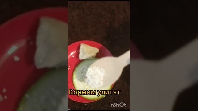 улиточки ♥︎♡♥︎