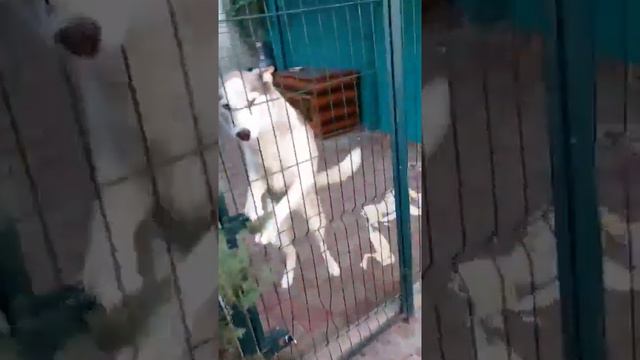 Говорящая Хаски. "А где моя девочка? — "А вот она я. Тут. Тут. " смотреть онлайн