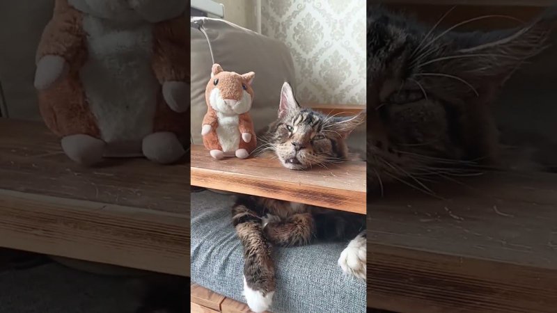 ❤️ Кот ❤️ с  Барсуком на отдыхе❤️ Релакс❤️#кот #котыприколы #котики #коты #мейнкун #юмор #релакс