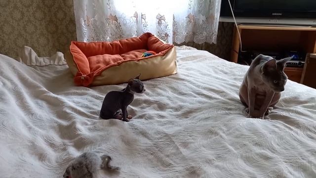 Котёнок КАНАДСКИЙ сфинкс -1 месяц /Первый подарок и имя /
