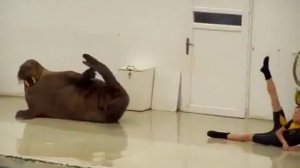Забавное видео! Дрессировка моржа!