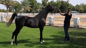 Самые дорогие лошади! Стоимость 500 000 тисяч.