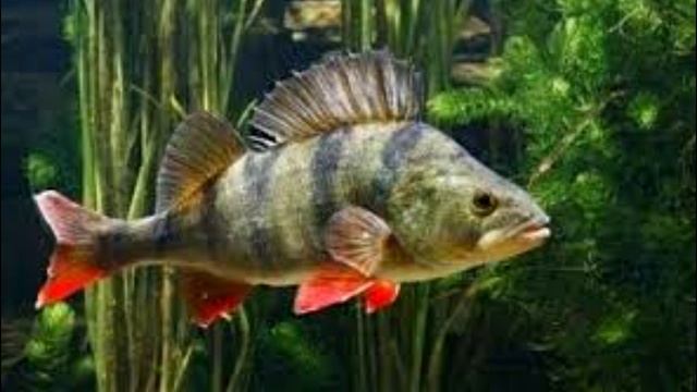 онлайн экскурсия по реке Руза смотреть онлайн