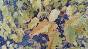 Осенние желтые листья на ветру в 4к