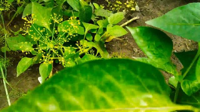 Арбуз и молокочай/капуста и бабочки/утро/мои прекрасные зрители!/#ДеревенскоеСело смотреть онлайн