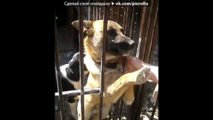 «ПРИЮТ ДЛЯ СОБАК"  Тверь