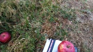 Яблоня "Айдаред". Волгоградская область.Октябрь 2020 год.