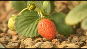 Фермер из Березовского района выращивает в теплицах пряные травы для региона