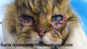 Заворот века у кошек