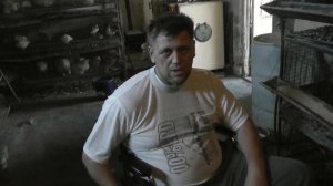 Молодые петушки на мясо.