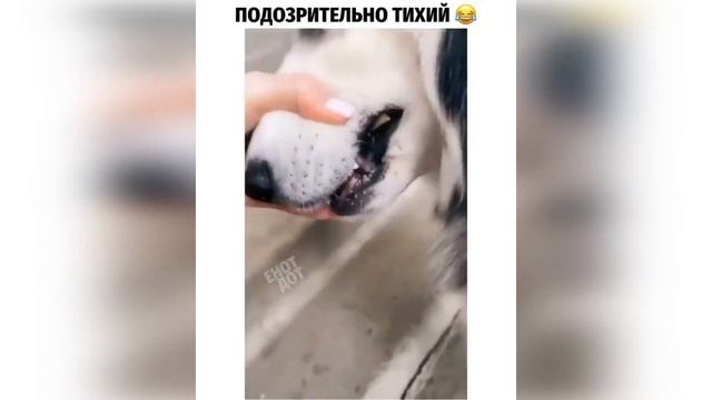 ЛУЧШИЕ ПРИКОЛЫ 2021 НОЯБРЬ ЛУЧШИЕ ПРИКОЛЫ 2021 10 МИНУТ смеха Я РЖАЛ ДО СЛЕЗ ржака угар ПРИКОЛЮХА