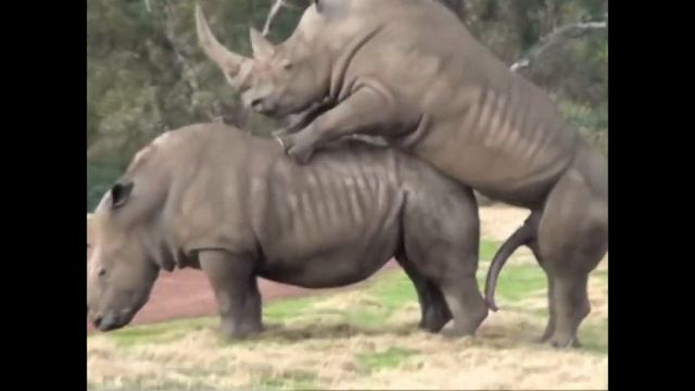 Спаривание носорогов. смотреть онлайн