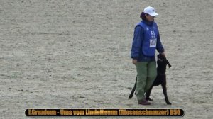 2021 IGP CACIT in Russia T Gruzdeva - Uma vom Lindelbrunn (Riesenschnauzer) B50