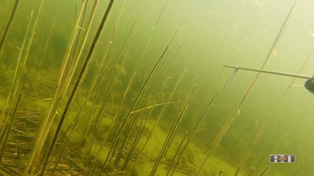 2021 №8 ДЕРЕВО И ПУЗЫРИ смотреть онлайн