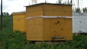 Пчёлы в ульях на продажу