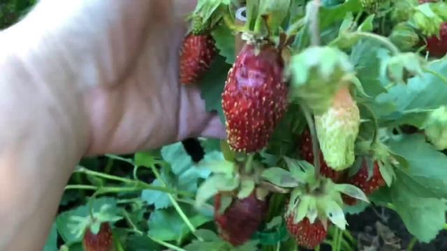 Купчиха. Способ посадки необычный -урожай приличный )