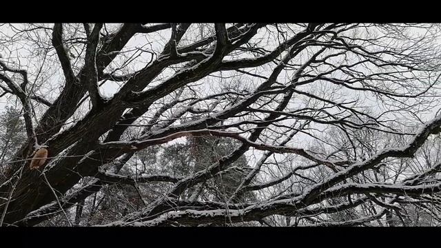 Здравствуй, Зимушка Зима! С первым днем зимы! Брянская область. смотреть онлайн