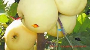 Яблоня карликовый карликовая Юнга (malus) ? обзор: как сажать, саженцы яблони карликовая Юнга
