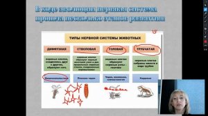 Регуляция и координация жизнедеятельности у животных