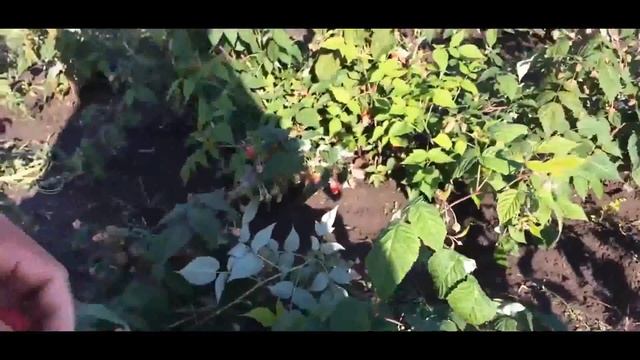 Малина ремонтантная сорт Рубиновое ожерелье BwZFf8NBE 4yCqeZVqy E смотреть онлайн